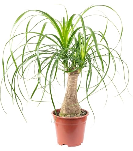 Roter Baumfreund - echte Zimmerpflanze, Philodendron Red Emerald - Hhe ca.  80 cm, Topf- 19 cm : Amazon.de: Garten