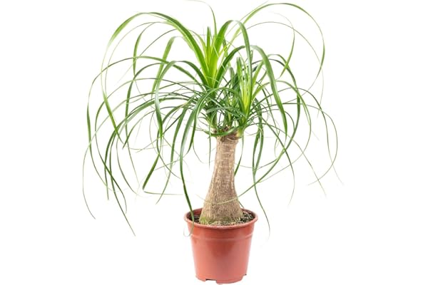 Pied d'éléphant 1 tronc - plante d'intérieur facile d'entretien, Beaucarnea - hauteur env. 40 cm, pot-Ø 14 cm