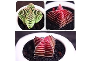 FASH LADY Portal Cool # 01: 100 piezas suculentas Semillas Lithops piedras vivas raras plantas de cactus Inicio Plantas GSC