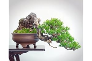 SVI Japanese Red Pine 40 semi-Pinus densiflora-Bonsai