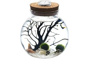 WAYGLORY LED terrario luce notturna LED acquario marimo, vaso di vetro con 2 palline di muschio acquatico blu ciottoli di vetro ventilatore corallo ramo e conchiglie ufficio regali di compleanno (Cristal)