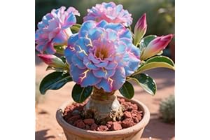 IOUPLIUKDF La rosa del desierto florece fácilmente durante toda la temporada sin necesidad de mantenimiento-3tubérculos-C