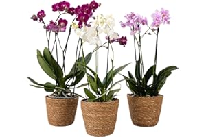 Plant in a Box - Orchidée papillon - Lot de 3 - Phalaenopsis Multiflora dans panier décoratif - Hauteur 35-45cm - Pot 12cm - Plante d’intérieur fleurie - Sûre pour les chats