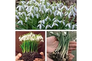 THOMPSON & MORGAN 25 Hardy Single-Flowered Snowdrop Bulbs ‘in The Green’ – Galanthus for Woodland Gardens, Ground Cover, Pollinator-Friendly & Easy to Grow by Thompson and Morgan