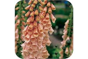 GROWTANICAL Foxglove Digitalis 'Apricot Beauty' x 6 Large Perennial Woodland Border/Cottage Garden Plug Plants