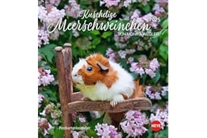 Kuschelige Meerschweinchen Postkartenkalender 2025: von Monika Wegler. Kleiner Kalender mit Porträts der putzigen Nager. Jeden Monat eine neue Postkarte aus dem Fotokalender. (Postkartenkalender Heye)