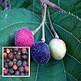 SWEET FALSA FRUIT PLANT HYBRID ORGANIC GRAFTED OUTDOOR GARDEN LIVE ORGANIC TREE