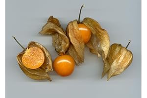 30 Semillas -Physalis peruviana- By Samenchilishop