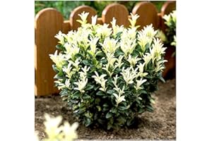 GrowOn Shrubs Euonymus Japonica Japanese Spindle Bush 'Paloma Blanca' | Evergreen Shrub | Outdoor Garden Ready Plant | Spring, Summer, Autumn Flowering | Green Flowers