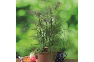 Bronze Fennel 'Smokey'. Plug Plant x 3. Perennial herb with Aniseed, liquorice Flavour. Ideal for Borders. Plants for Pollinators. Available from Bedwen Plants.
