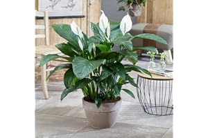 GARDENERSDREAM Pianta da Appartamento Spathiphyllum 'Giglio della Pace' - Pianta da casa da 9 cm