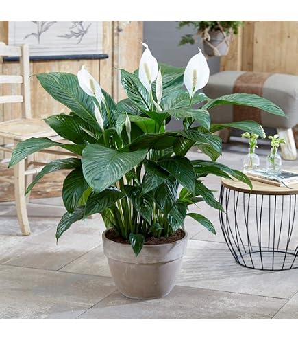 White Anthuriums, Anthurium Andreanum, Tropical Plant In Green Leafy Background Image259822677