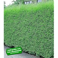 Suchergebnis auf Amazon.de für: Zypressen: Garten