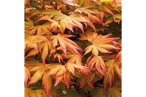 YouGarden Acer palmatum 'Orange Dream' in 10.5cm Pot, Japanese Maple Trees for UK Gardens, Perfect in Large Pots or in The Ground, Ready to Plant Out