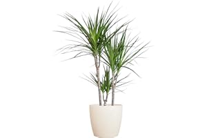BloomPost Dracaena Marginata — Pot en fibre blanche de 90 à 100 cm et plus — Plante d'intérieur facile à entretenir — Plantes de bureau faciles à cultiver — Pot inclus