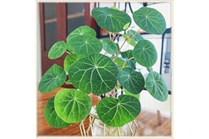 YGHESFDE Stephania erecta bulbo/stephania erecta planta/Plantas en maceta/Jardín/Vertical/Plantación simple/Plantas trepadoras-1bulbos-E