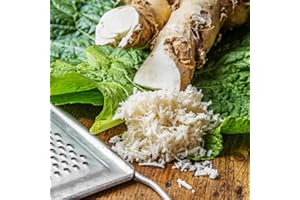 Horseradish Root (Thongs) Hardy Vigorous Perennial Herb Easy to Grow Your Own Outdoor Garden Vegetables, Great on Roast Beef, Supplied as 5X Thongs by Thompson & Morgan