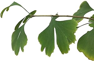 SAMENCHILLISHOP 10 Semillas -Ginkgo biloba- by Samenchilishop