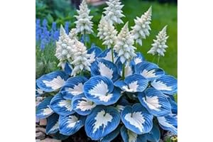 REMORUI 1000 pièces Graines de Hosta, Graines Fleurs à Semer, Graine a Planter, Graines de Fleurs pour Jardin et Balcon, Facile à Cultiver (C)