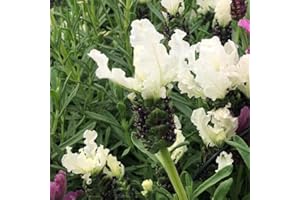 French Lavender 'Lavita White'. 9cm Plant x 2. White Flowering French Lavender. Ideal for pollinators and Cottage Gardens. Available from Bedwen Plants