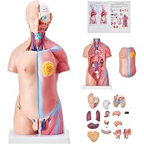 MODELLO DI CUORE, Torso e Scheletro Umano: Strumento Pratico di Apprendimen3380 EUR 82,95