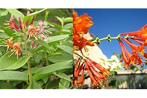Lonicera Henryii Evergreen Honeysuckle Plant 3-4ft Supplied in a 3 Litre Pot by DirectPlants™