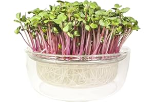 BUENO BONITO BIOLÓGICO Germinador de semillas para brotes y microgreen - Cultiva tus brotes y germinados en casa todo el año con Gaya la germinadora automática en cristal - Bandeja de germinación decorativa Transparente