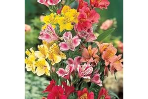 Haloppe 300 Unids Alstroemeria Hybrida Flores Plantas Semillas para la Plantación de Huertos, Alstroemeria Hybrida Semillas Semillas de Bonsai Multicolores para Balcón Color Mixto