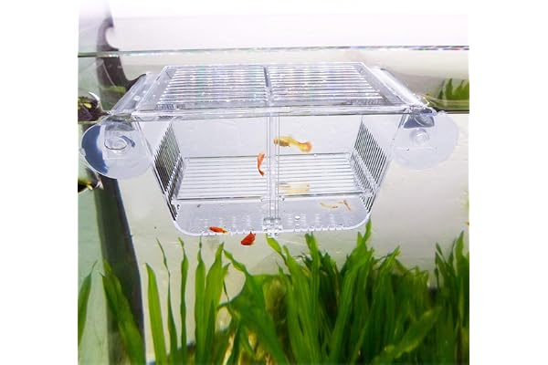 capetsma Boîte d’élevage et d’isolation de poissons en acrylique avec ventouses, convient comme incubateur/écloserie pour bébés poissons, crevettes, poissons-clowns et guppys taille S
