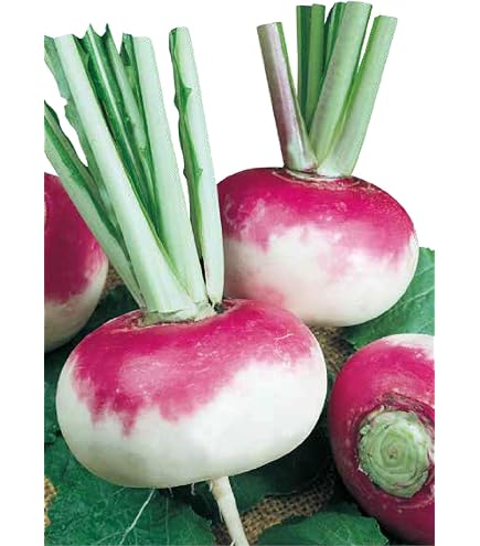 Magic Garden Seeds Herbstrben 'Runde, Weie, Rotkpfige' (Brassica rapa  SSP. rapa) 500 Samen Mairbe : Amazon.de: Garten