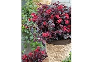 THOMPSON & MORGAN Loropetalum Hardy Shrub Evergreen Garden Plant 'Ever Red' 9cm Pot by Thompson and Morgan (1)