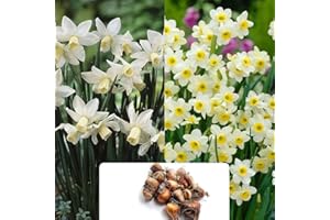 BOTANICAL BLISS 12 Dwarf White Daffodil Bulbs – Mixed Spring Flowering Bulbs with Pure White Blooms and Delightful Fragrance – Cultivated for UK Climate Conditions