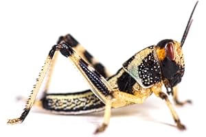 Livefoods4u Medium Locust Live Food (12-20mm) - Perfect for Reptiles - Sustainably bred (Tub of 50)