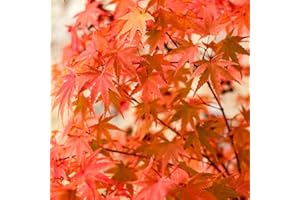 YouGarden Japanese Maple Acer Palmatum Phoenix,1.5L Plant Pot, Autumn Vibrant Colour Leaves, Winter Hardy and Easy to Grow Plants for Garden, Plants Outdoor Garden Ready, Phoenix Outdoor Plants
