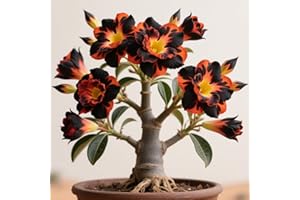 BNSOIDE Rizomas rosa del desierto, Perenne tubérculos Adenium obesum, Plantación al aire libre, Macetas de interior y exterior-1 rizoma-a