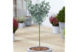 GARDENERSDREAM Eucalyptus gunnii Arbre | Gommier à cidre de Tasmanie | Arbres ornementaux en pot pour petits jardins | Plante de jardin sur tige standard (70-80cm (pot inclus))