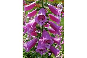 TU PROPIO JARDÍN 250 Semi di Digitalis Purpurea (Foxglove, Foxglove)