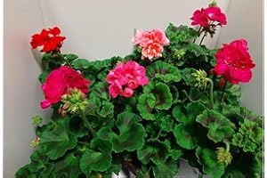 VIPARPLANT Pack 6 Geranios Zonales - Pack 6 Geranios Naturales Planta (Pelargonium) 14 cm ø - Vipar Garden 9