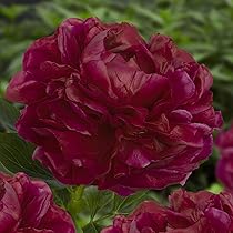 Graines De Pivoines Mélange De 3 Couleurs - Collection Passion (100 Graines) - Plantes Vivaces Rustiques, Hauteur 50-100 Cm - Pour Jardin, Balcon, Attirer Abeilles Et Papillons