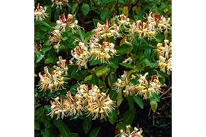 Bloomique - 2er-Set - Lonicera Henryi - Geißblatt - Orange, Rot - Kletterpflanzen - Gartenpflanzen - Winterhart - Immergrün - 50-70 cm Hoch - Topf 15 cm
