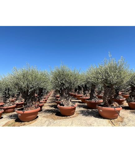 gruenwaren jakubik winterharter XL Olivenbaum Premiumqualitt 45 Jahre,  extra dicke Stmme, winterhart : Amazon.de: Garten