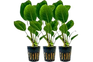 AquaOne Aquarium Pflanzen Vordergrund Aquariumpflanzen Set 3 Stück Wasserpflanze Aquarienpflanzen Set