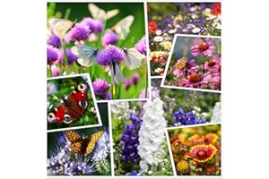 HUA XIAN ZI Tutto il mix annuale di semi di fiori selvatici di colore grande - Varietà (seme vivo puro al 100%) Semi non OGM Confezione sfusa da 50.000 semi