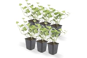 Hello Plants Juego de 6 plantas trepadoras Hedera Hibernica de hojas grandes, hiedra irlandesa, diámetro de 10 cm, altura de 25 cm, arbusto trepadora, planta de jardín, arbusto de hoja perenne, fácil