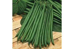 THOMPSON & MORGAN Dwarf Bean Seeds 'Boston' Half-Hardy Annual Vegetable Garden Plants Easy to Grow Your Own Sow at Home1 Packet of 100 Seeds by Thompson and Morgan