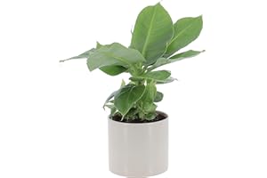 KENTIS - Musa Acuminata Dwarf Cavendish - Banano Pianta Vera - Altezza 35-45 cm e Vaso Ø 13 cm (Vaso in Ceramica Sesame, Musa Acuminata Dwarf Cavendish)