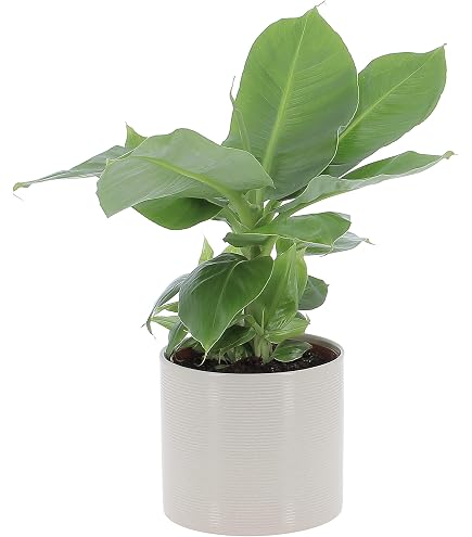 Bloomique Set Di 2 Piante Di Banana Nana Musa Oriental Dwarf - Altezza 80-100 Cm - Piante Da Appartamento