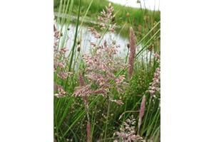 Lincolnshire Pond Plants Ltd Marginal Plants - Live Water Plant Aquatic Pond Lake Marginal - Pond Plants (Glyceria Maxima) - 9cm Bareroot