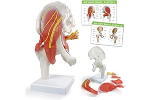 EVOTECH SCIENTIFIC Modelo anatómico de articulación de cadera, esqueleto de anatomía médica, modelo de articulación muscular de cadera, simulación médica de articulación universal de cadera,