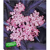 BALDUR Garten Schwarzer Holunder 'Sambucus nigra' winterhart, 1 Pflanze Holunderbeere Fliederbeere